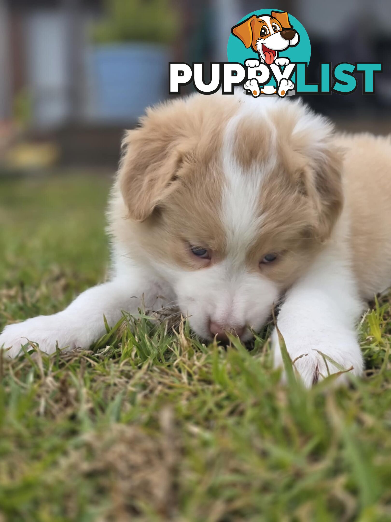 Border Collie Puppies *READY IN TWO WEEKS*