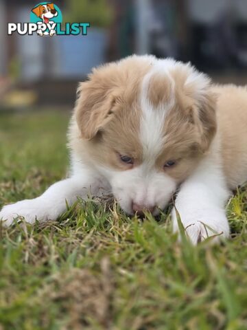 Border Collie Puppies *READY IN TWO WEEKS*