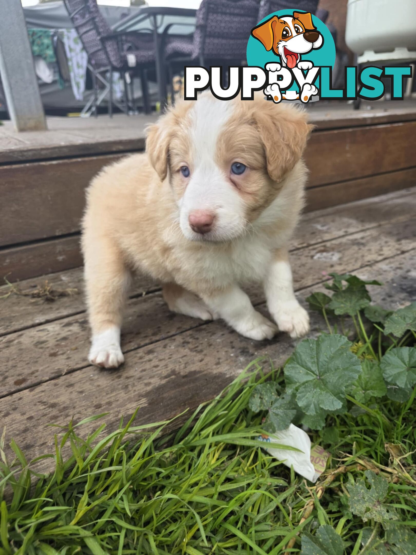 Border Collie Puppies *READY IN TWO WEEKS*