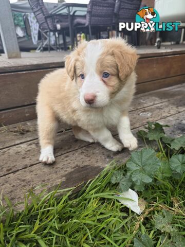 Border Collie Puppies *READY IN TWO WEEKS*