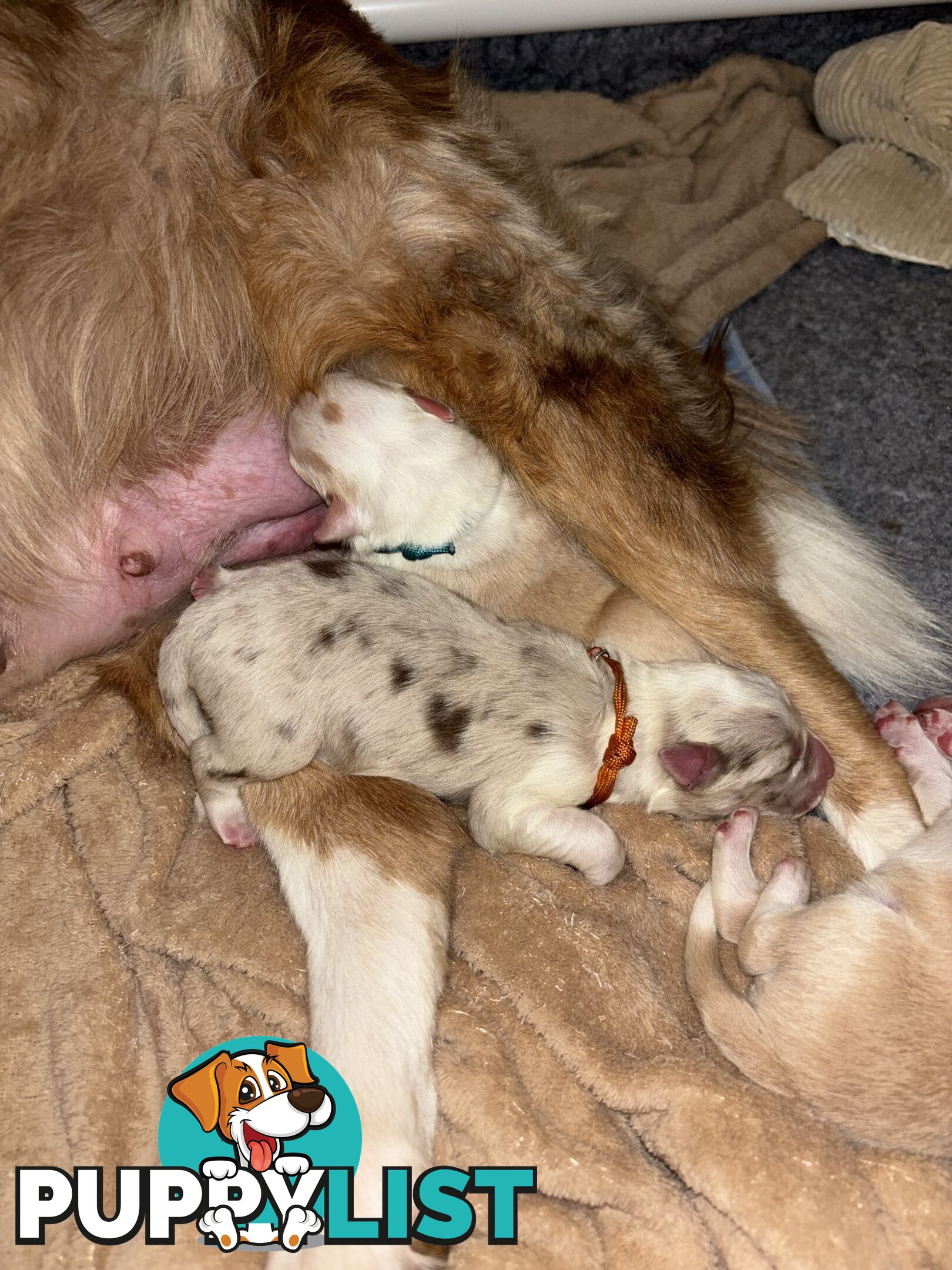 Border Collie Puppies
