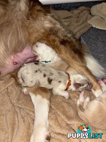 Border Collie Puppies