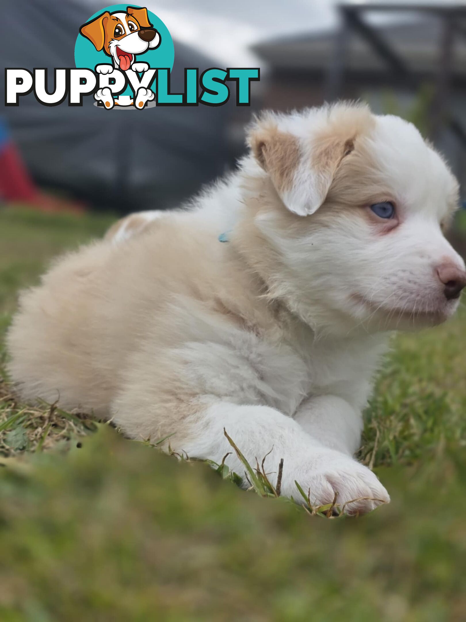 Border Collie Puppies *READY IN TWO WEEKS*
