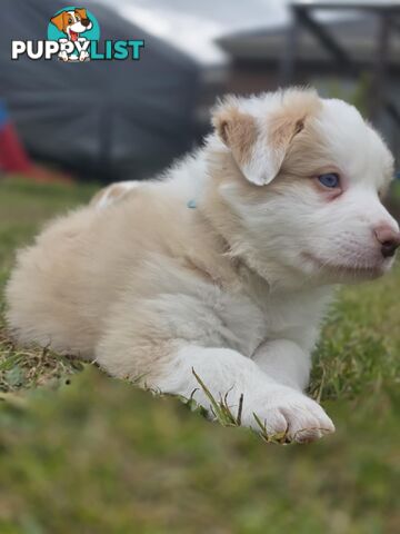 Border Collie Puppies *READY IN TWO WEEKS*