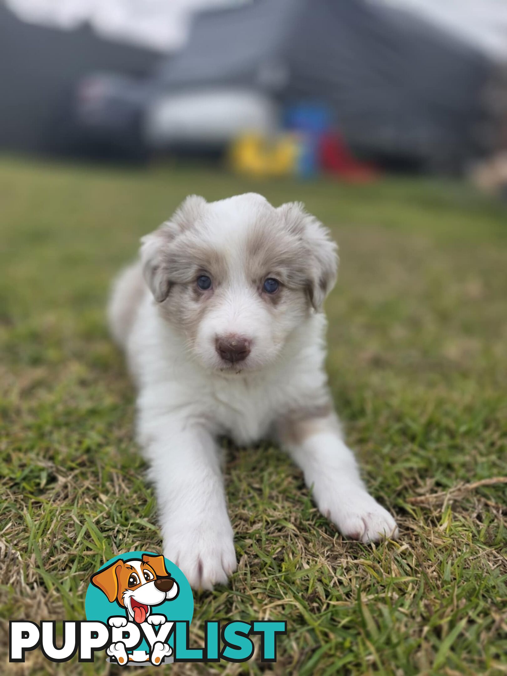 Border Collie Puppies *READY IN TWO WEEKS*