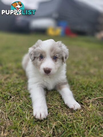 Border Collie Puppies *READY IN TWO WEEKS*