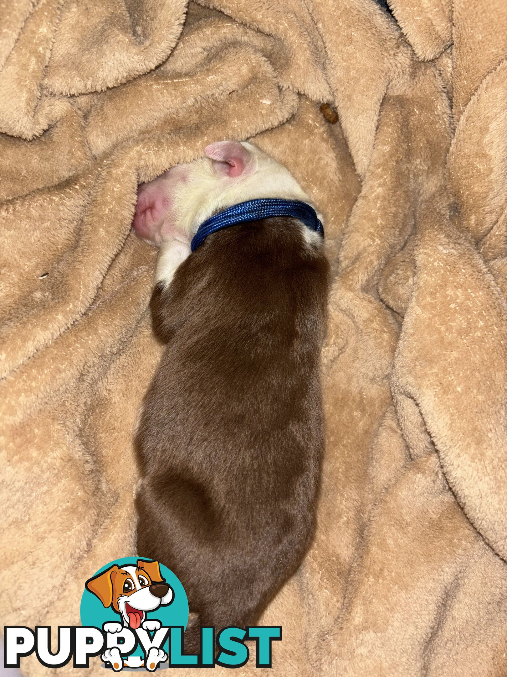 Border Collie Puppies
