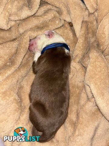 Border Collie Puppies