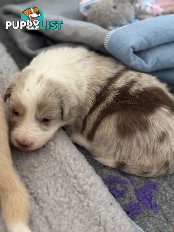 Border Collie Puppies