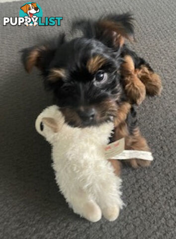 Australian Silky Terrier