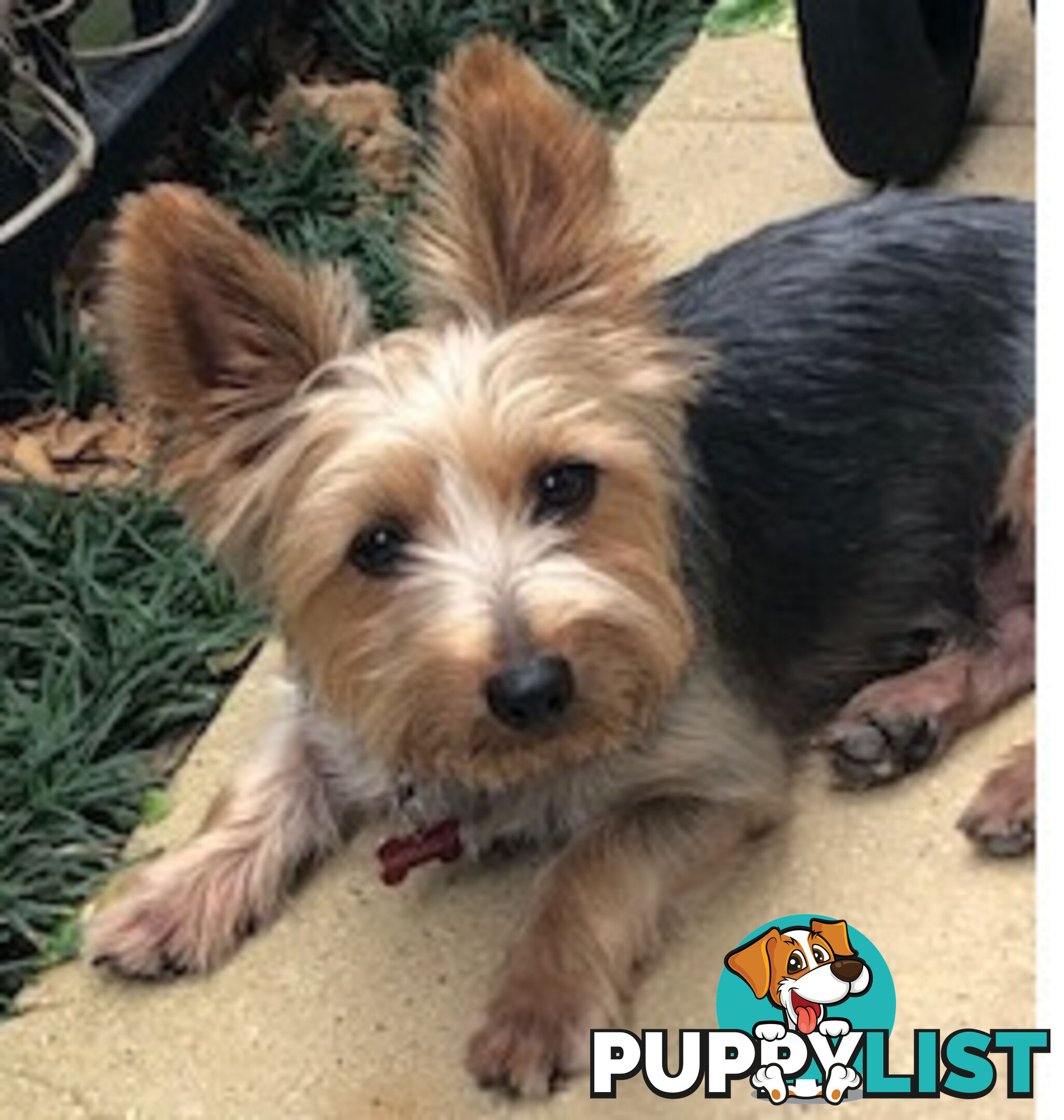 Australian Silky Terrier