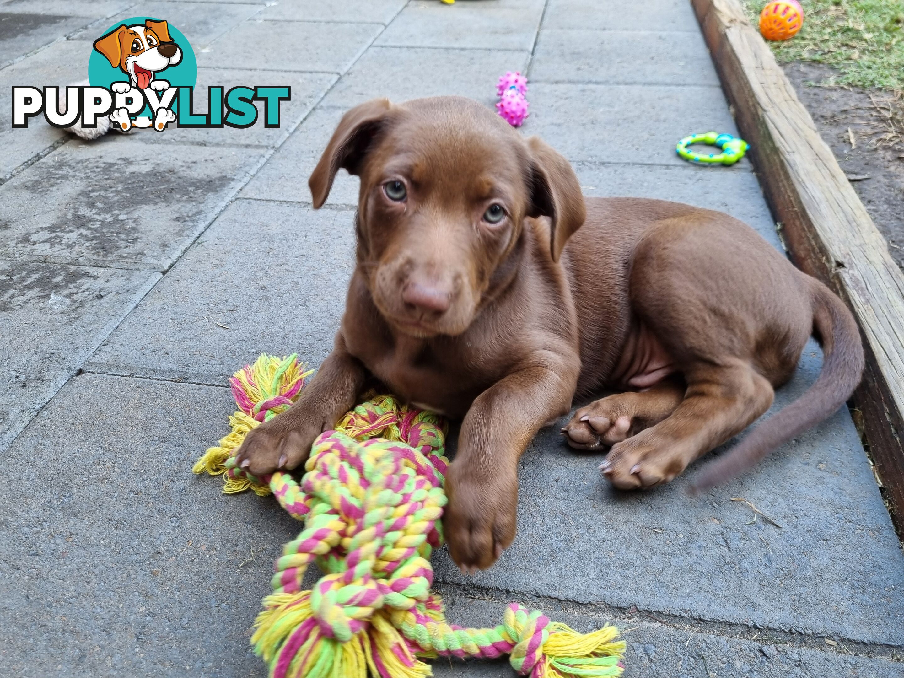 Kelpie pups