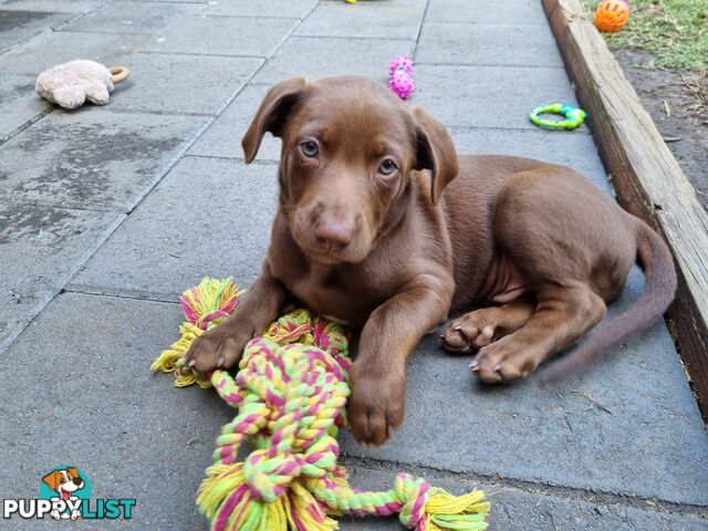 Kelpie pups