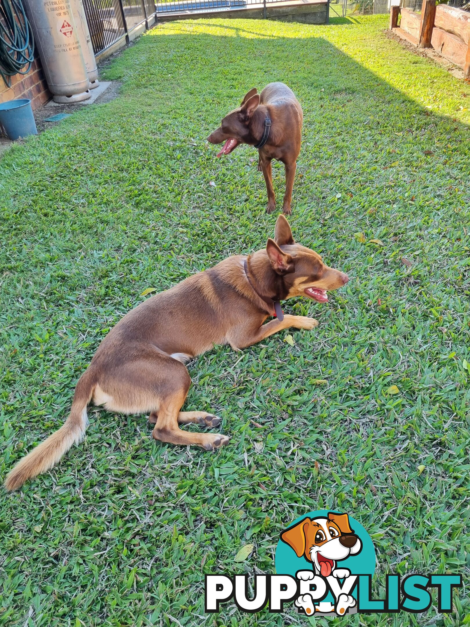 Kelpie pups