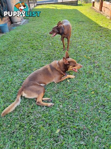 Kelpie pups