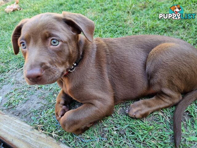 Kelpie pups