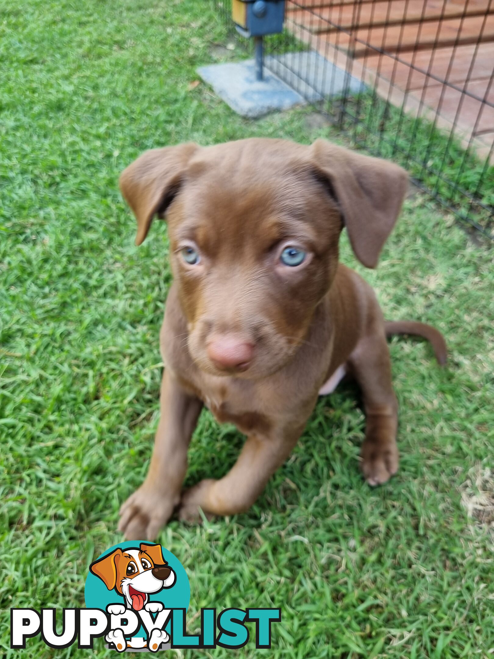 Kelpie pups