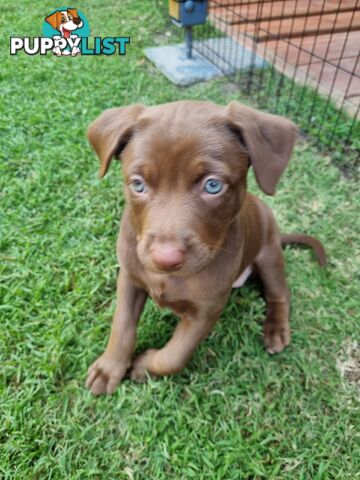 Kelpie pups