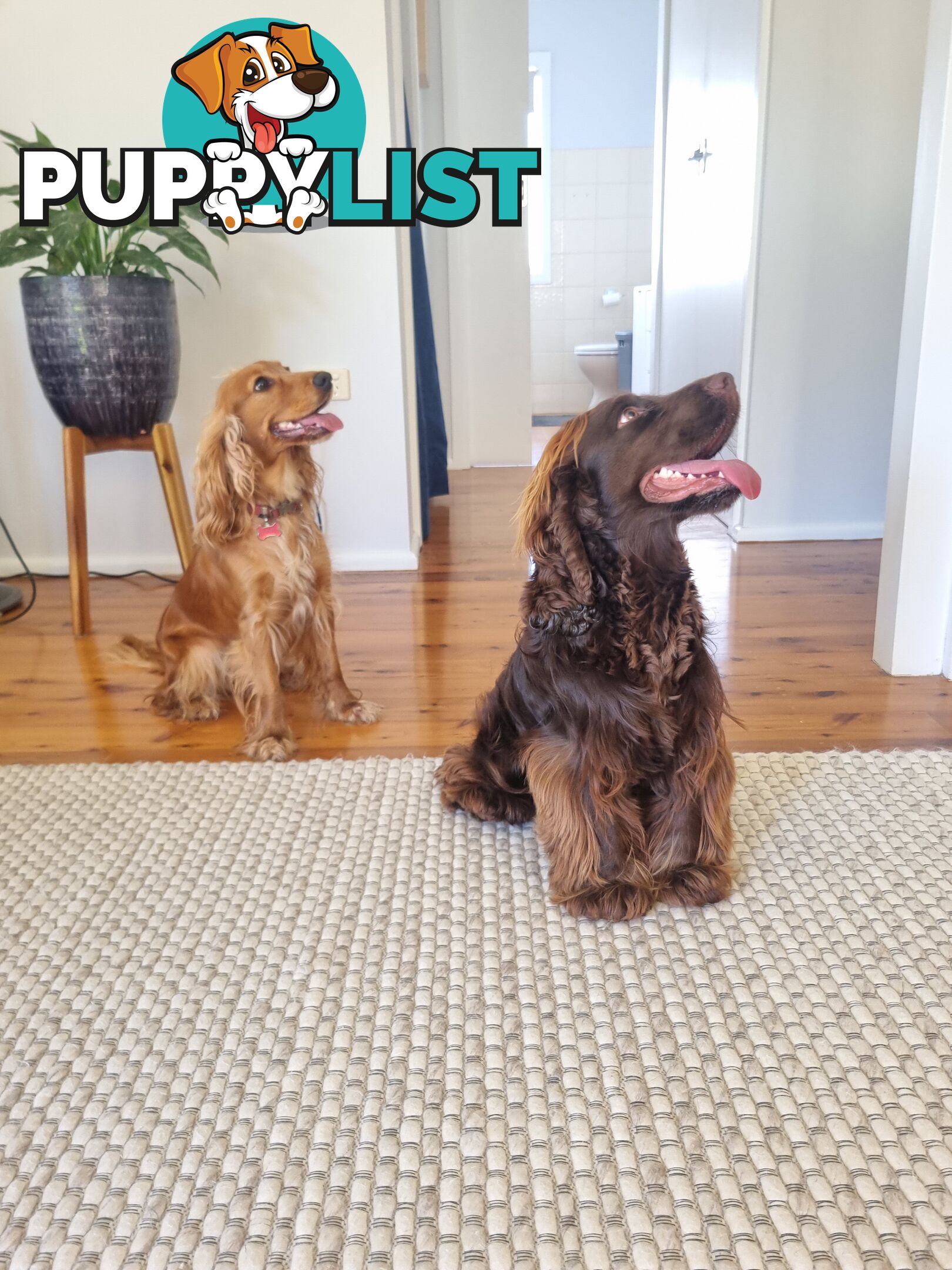Pure breed Cocker spaniel