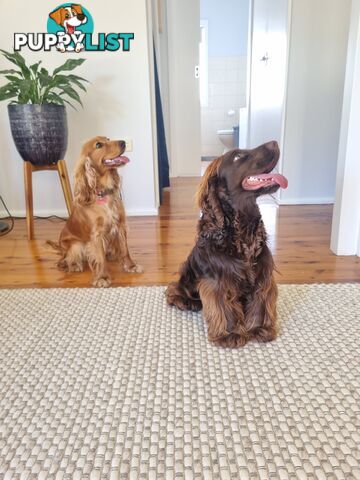 Pure breed Cocker spaniel