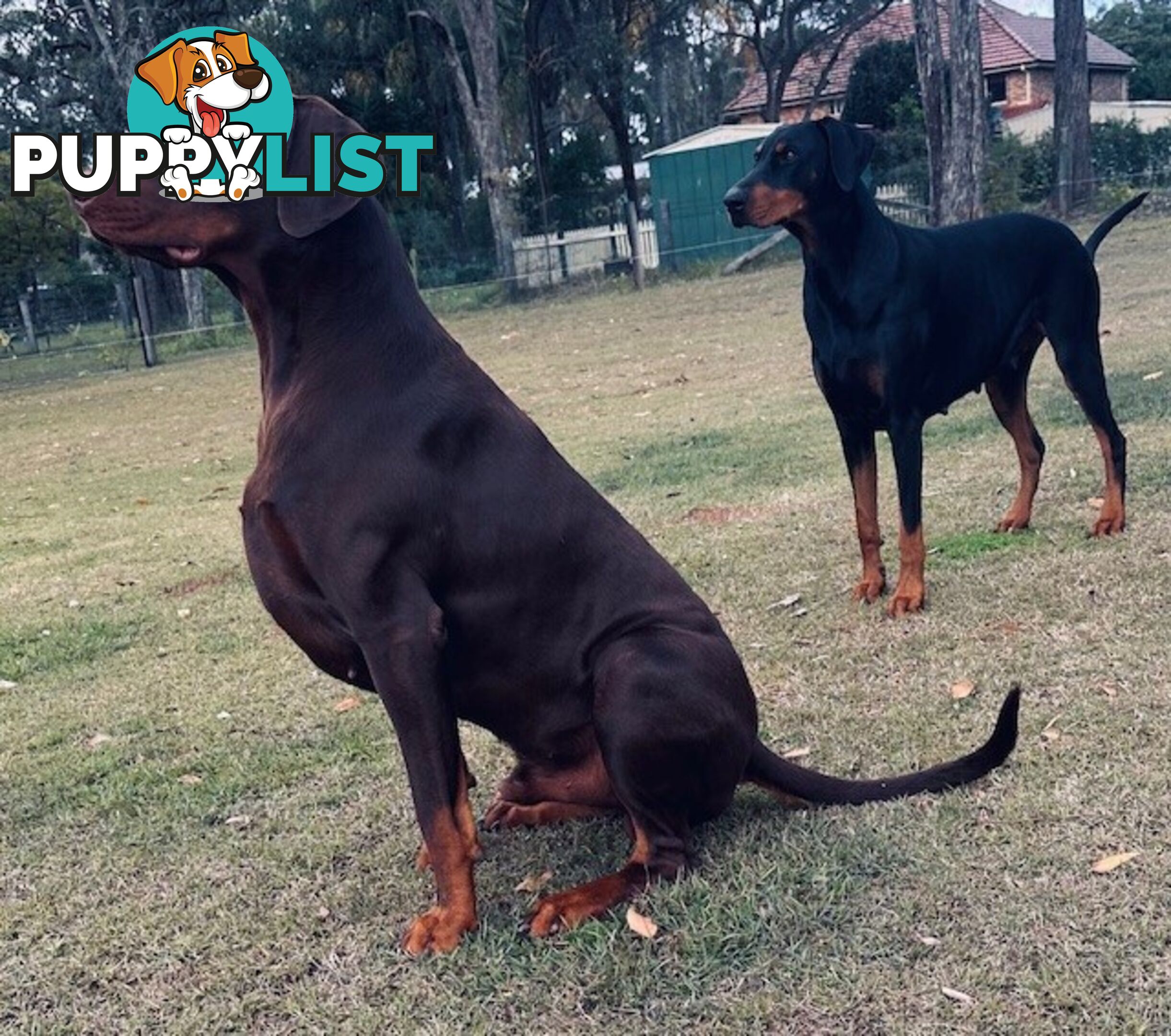 EUROPEAN DOBERMANN PUPPIES FOR SALE