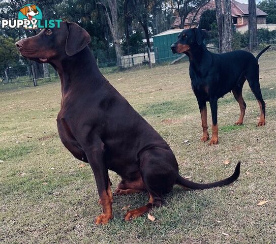 EUROPEAN DOBERMANN PUPPIES FOR SALE