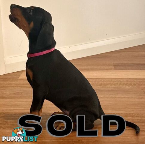 EUROPEAN DOBERMANN PUPPIES FOR SALE