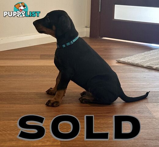 EUROPEAN DOBERMANN PUPPIES FOR SALE