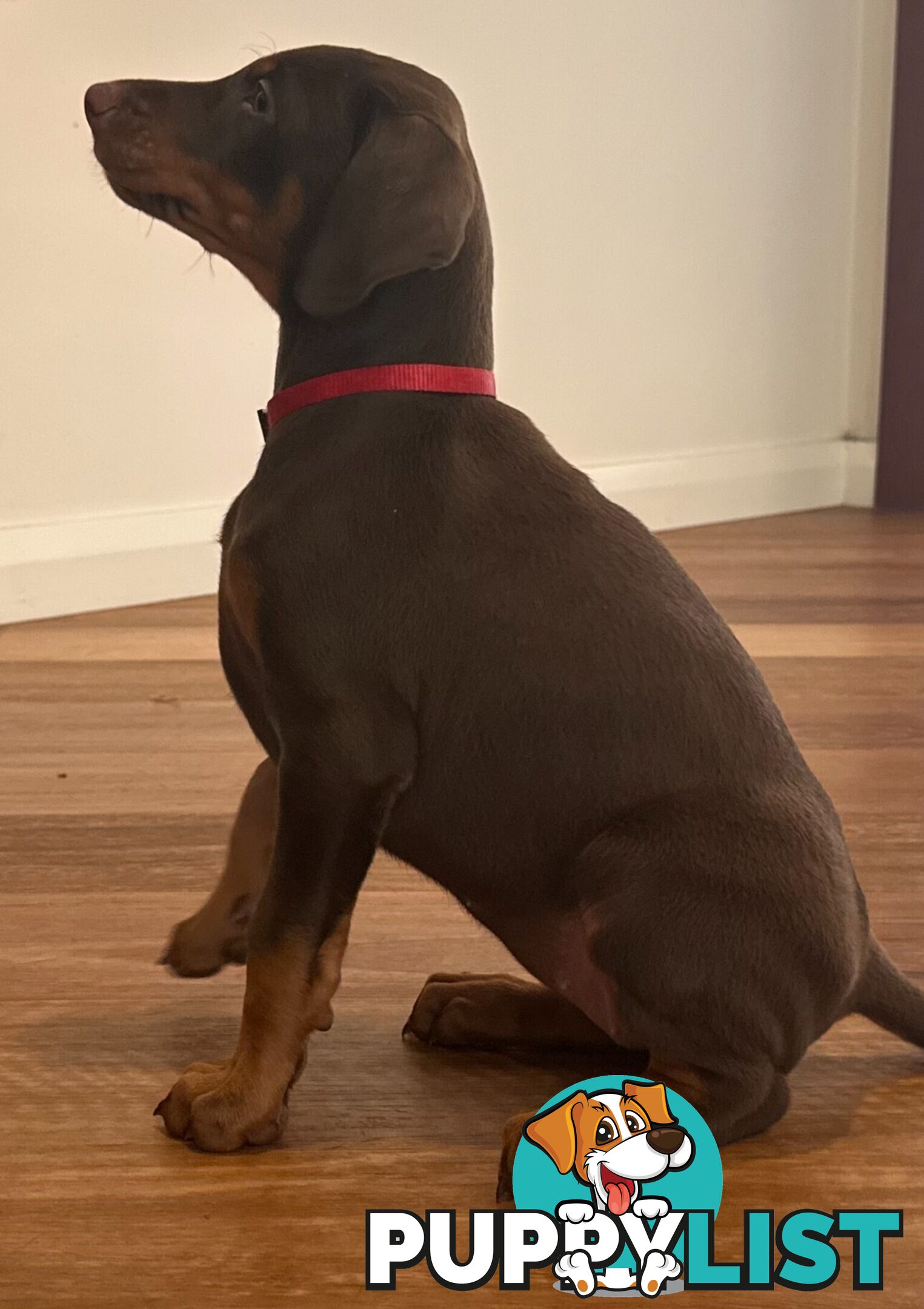 EUROPEAN DOBERMANN PUPPIES FOR SALE