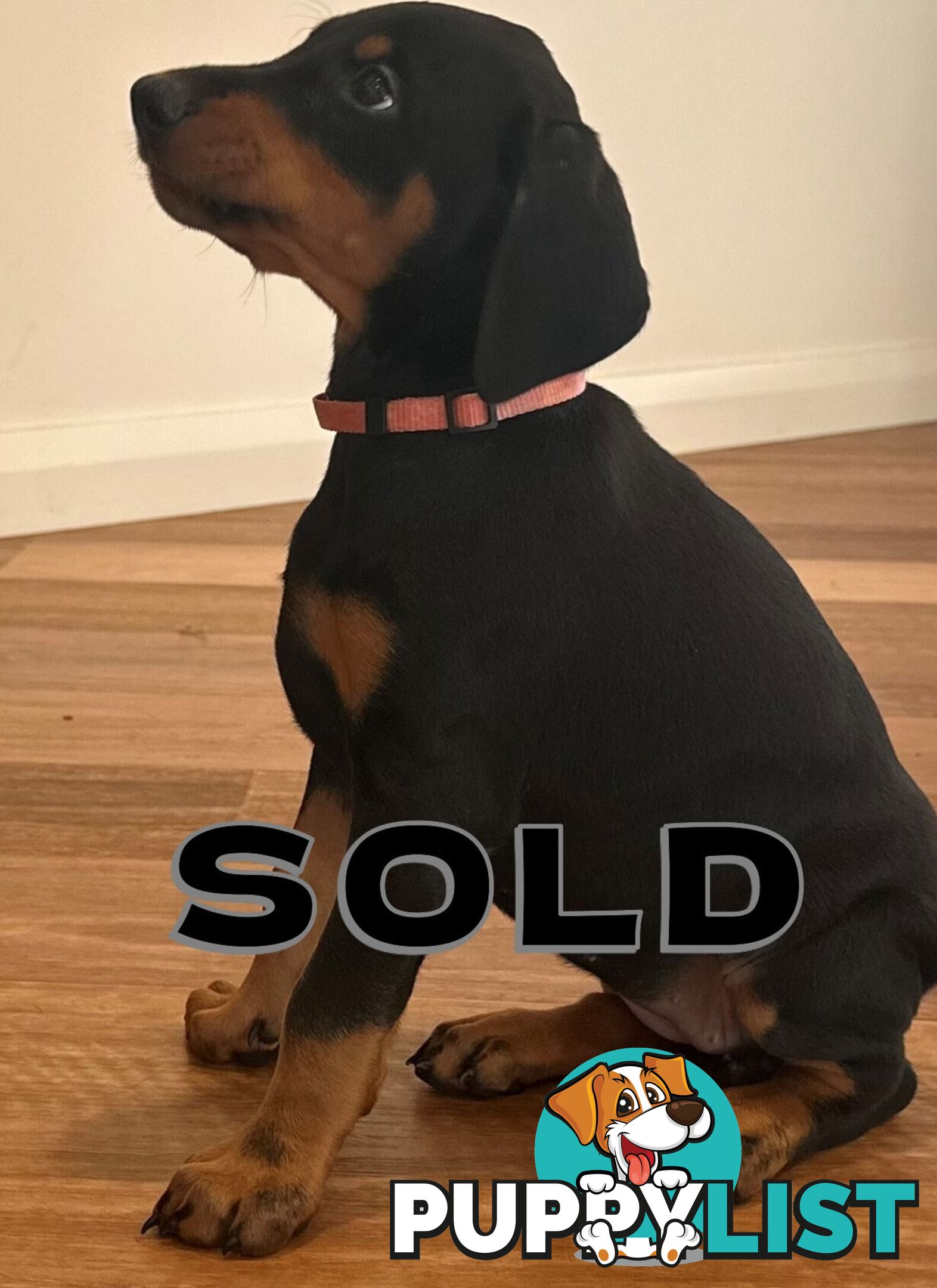 EUROPEAN DOBERMANN PUPPIES FOR SALE