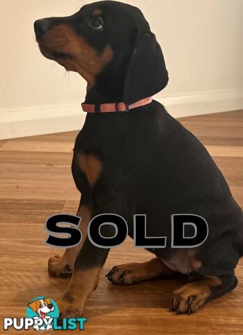 EUROPEAN DOBERMANN PUPPIES FOR SALE