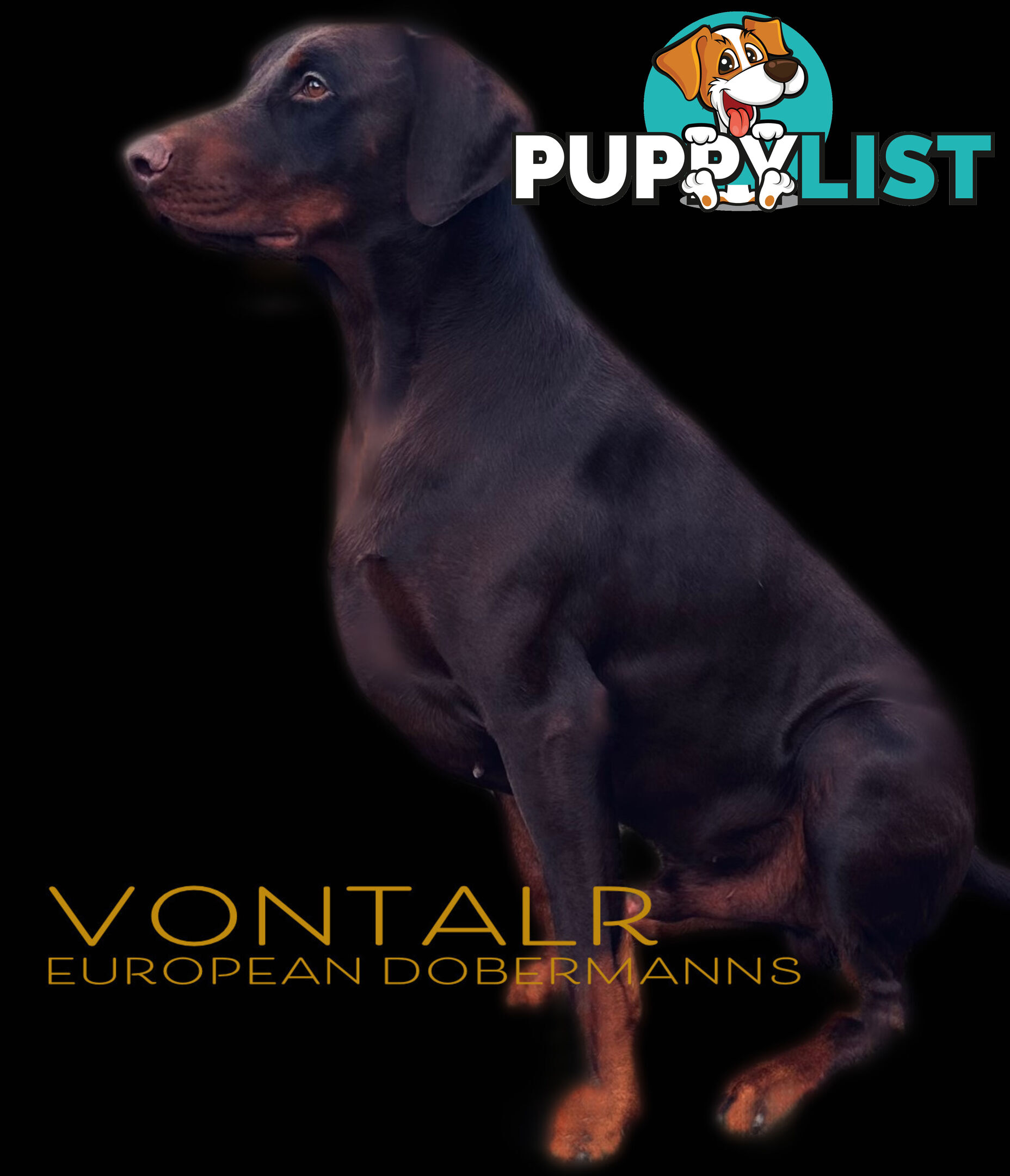 EUROPEAN DOBERMANN PUPPIES FOR SALE