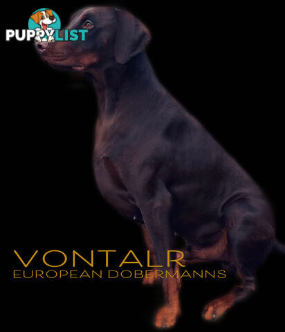 EUROPEAN DOBERMANN PUPPIES FOR SALE