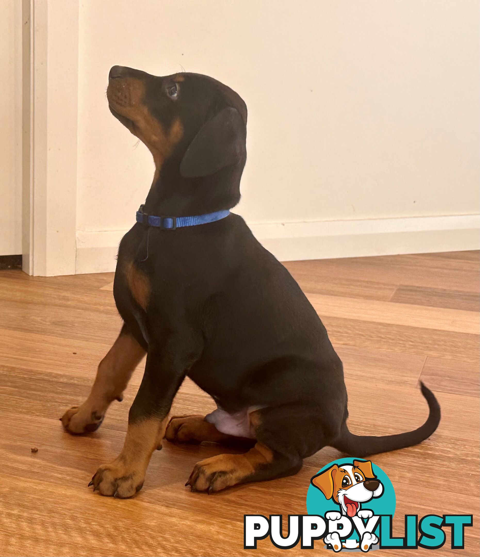 EUROPEAN DOBERMANN PUPPIES FOR SALE