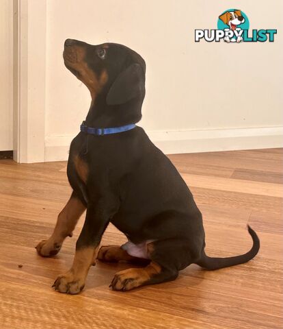 EUROPEAN DOBERMANN PUPPIES FOR SALE