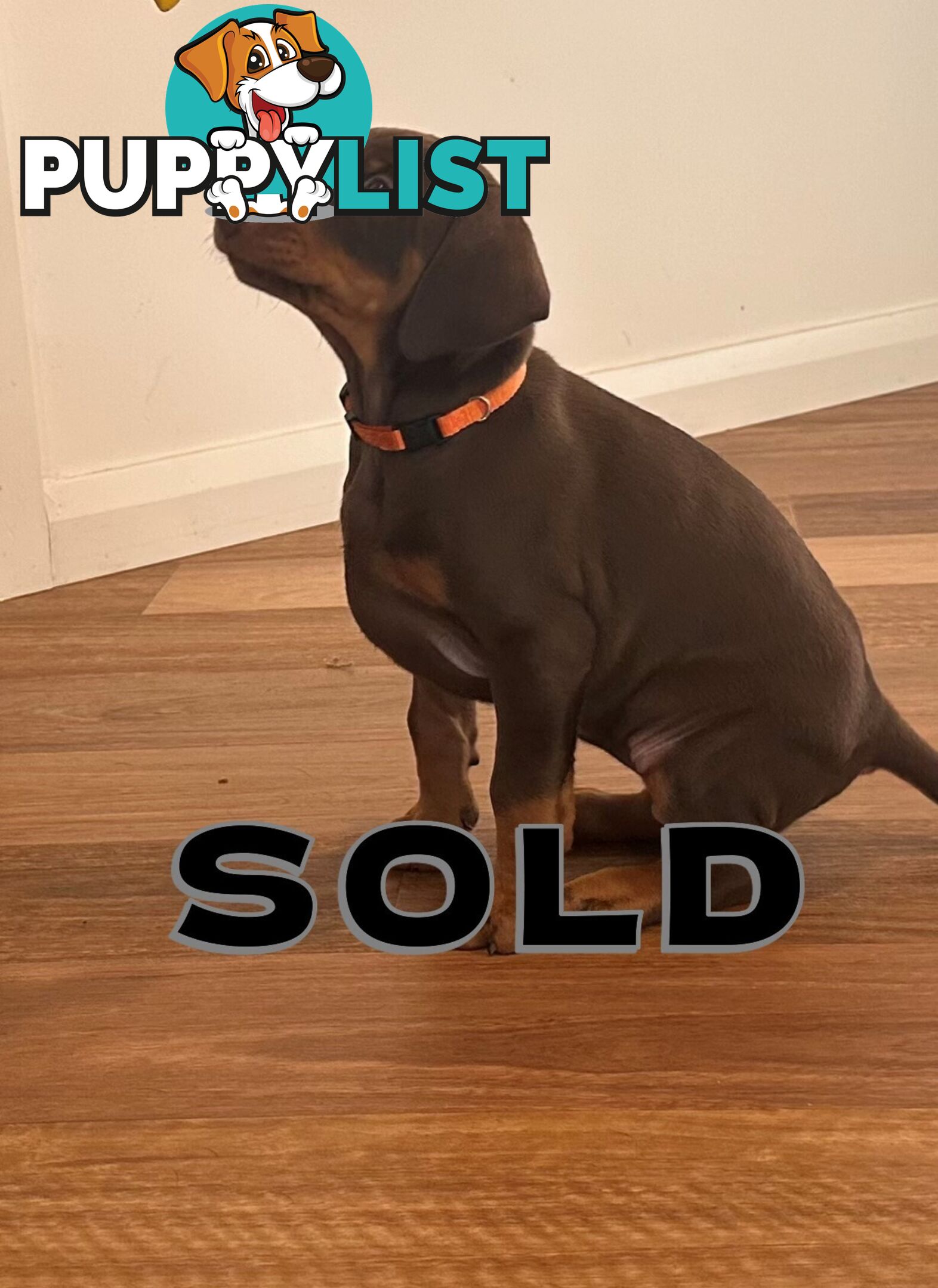 EUROPEAN DOBERMANN PUPPIES FOR SALE