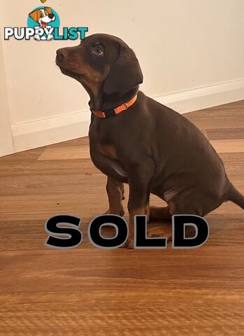 EUROPEAN DOBERMANN PUPPIES FOR SALE