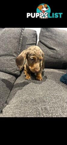Pure bred miniature dachshund
