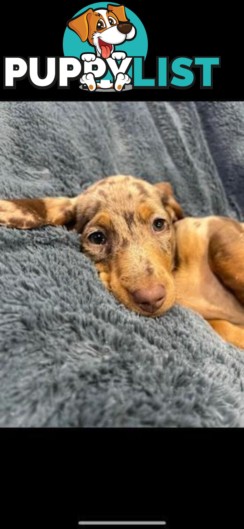 Pure bred miniature dachshund