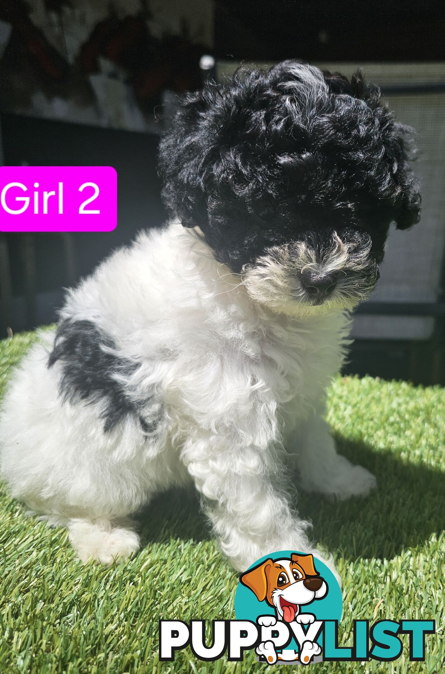 Toy Poodle cross Maltese Shih Tzu/ Shmoodle, shoodle