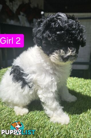 Toy Poodle cross Maltese Shih Tzu/ Shmoodle, shoodle