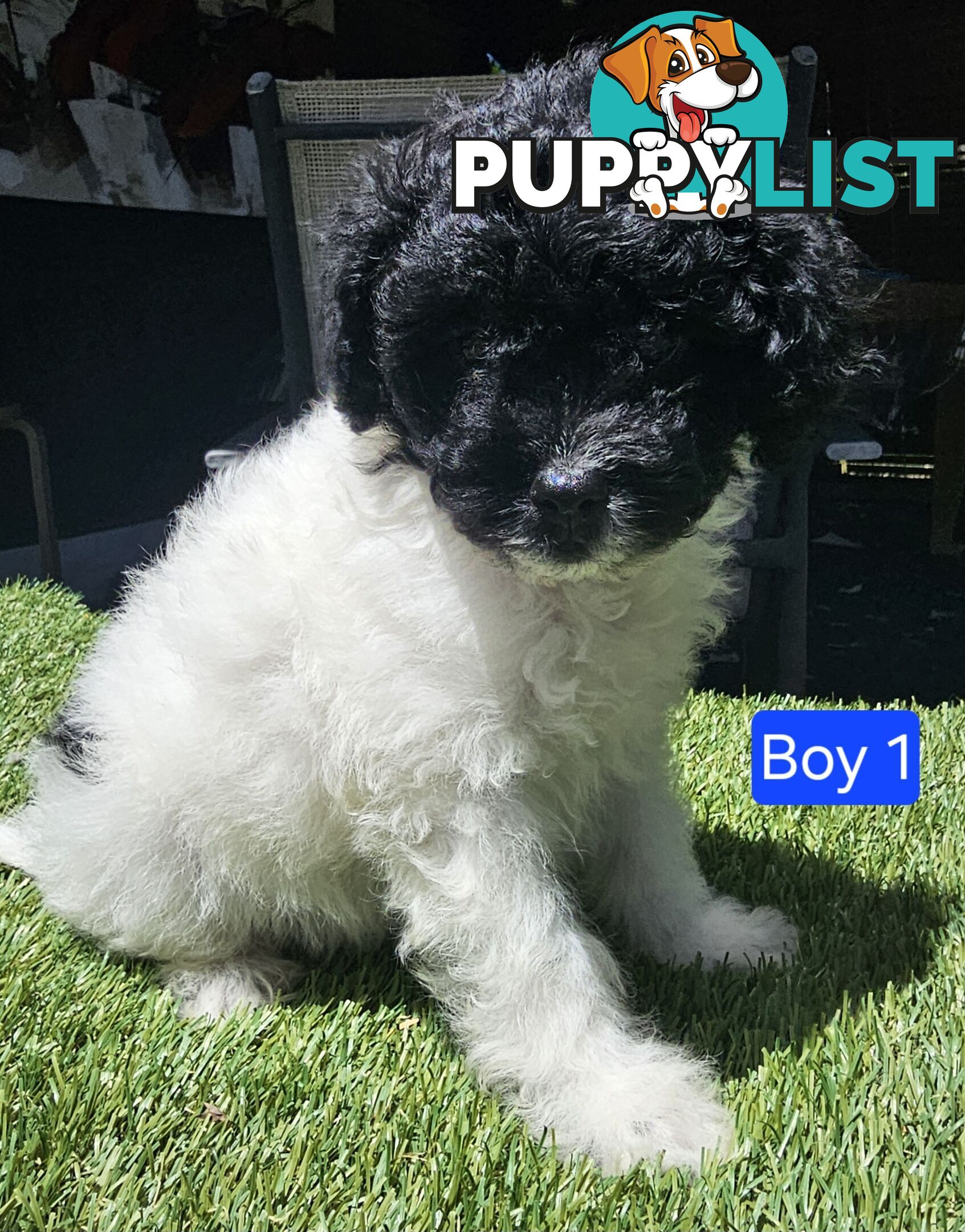 Toy Poodle cross Maltese Shih Tzu/ Shmoodle, shoodle