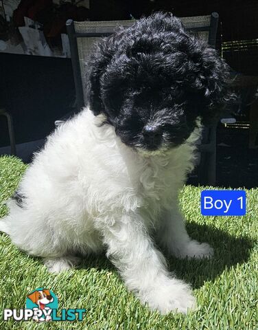 Toy Poodle cross Maltese Shih Tzu/ Shmoodle, shoodle