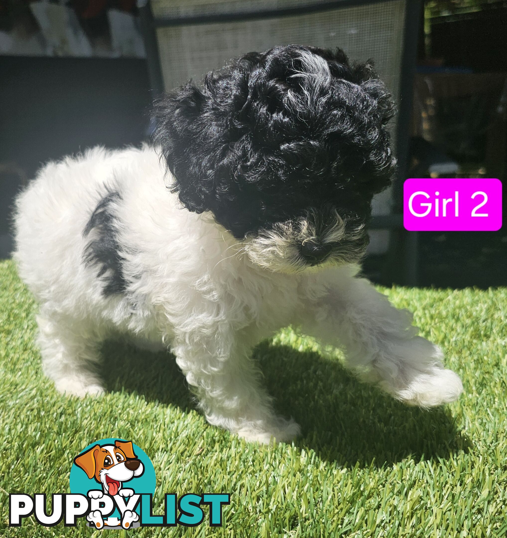 Toy Poodle cross Maltese Shih Tzu/ Shmoodle, shoodle