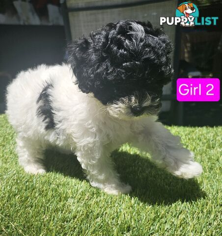 Toy Poodle cross Maltese Shih Tzu/ Shmoodle, shoodle