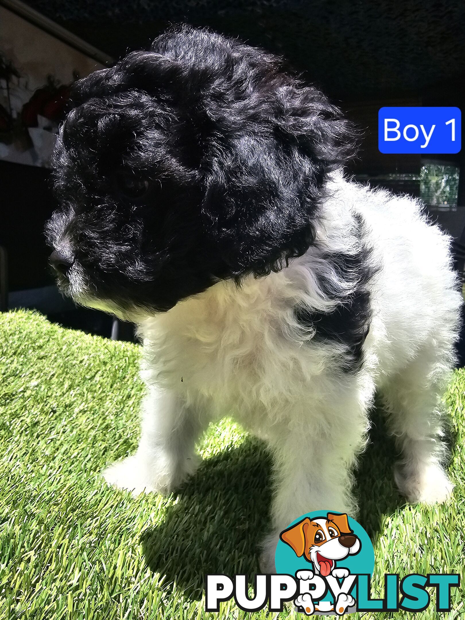 Toy Poodle cross Maltese Shih Tzu/ Shmoodle, shoodle