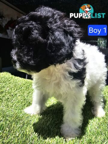 Toy Poodle cross Maltese Shih Tzu/ Shmoodle, shoodle