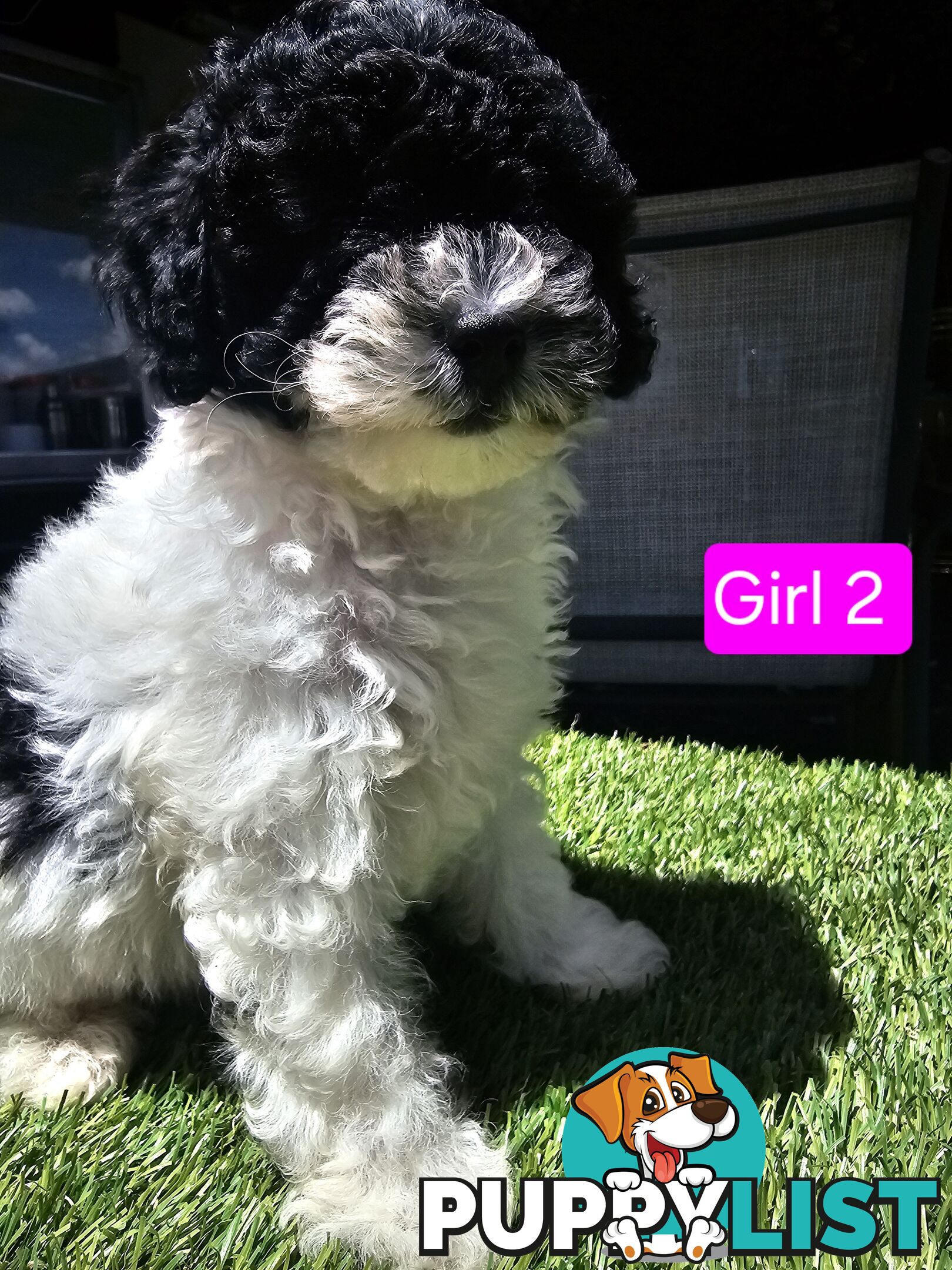 Toy Poodle cross Maltese Shih Tzu/ Shmoodle, shoodle