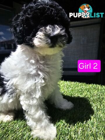 Toy Poodle cross Maltese Shih Tzu/ Shmoodle, shoodle