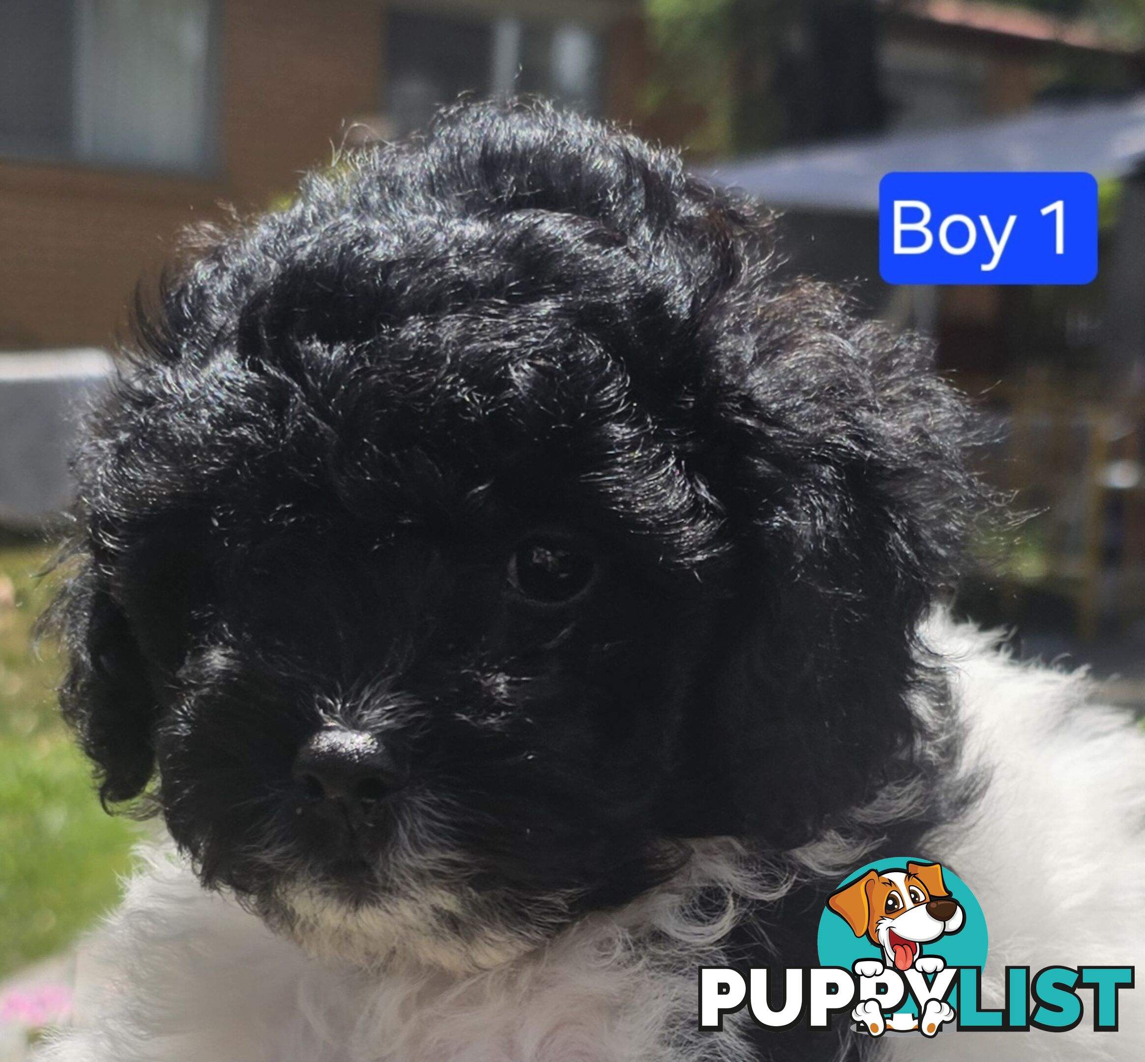 Toy Poodle cross Maltese Shih Tzu/ Shmoodle, shoodle